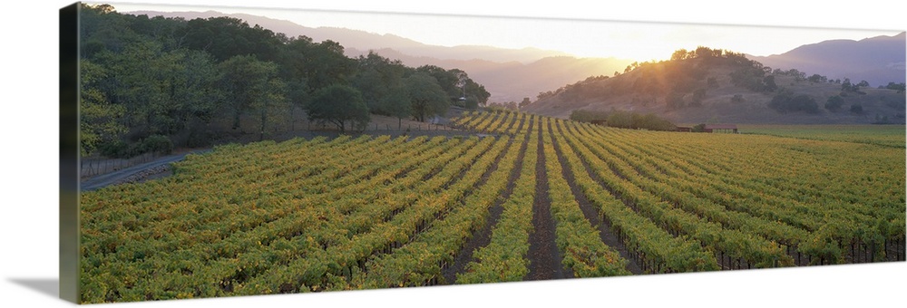 A panoramic photograph taken of a vineyard in Napa as the sun begins to set behind the hills.