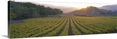 Sunset Vineyard Napa Valley CA