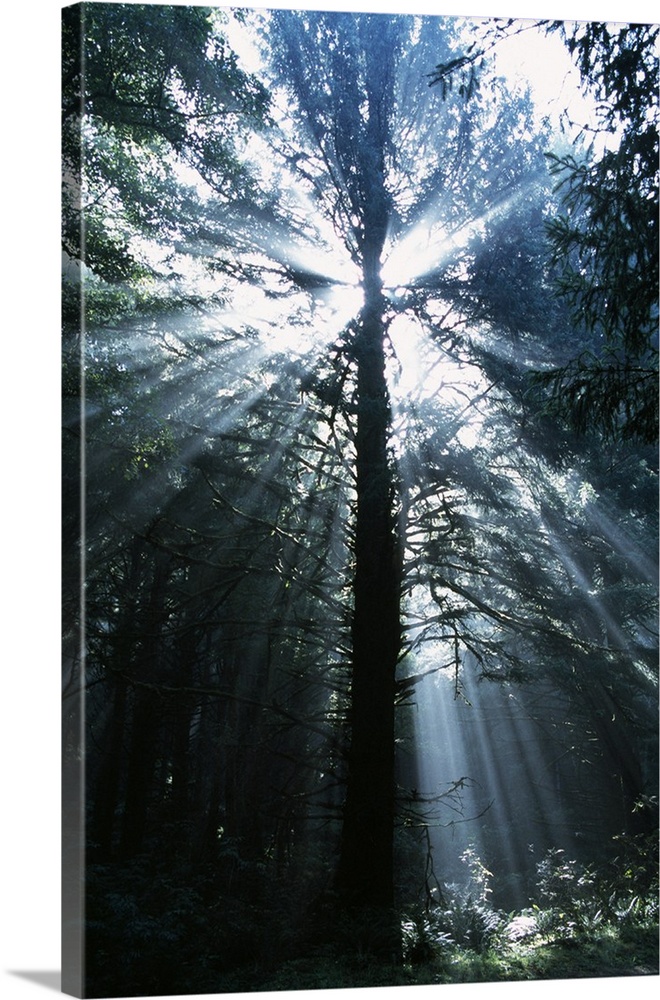 A picture taken in a forest while looking up through the trees as the sun rays beam through.