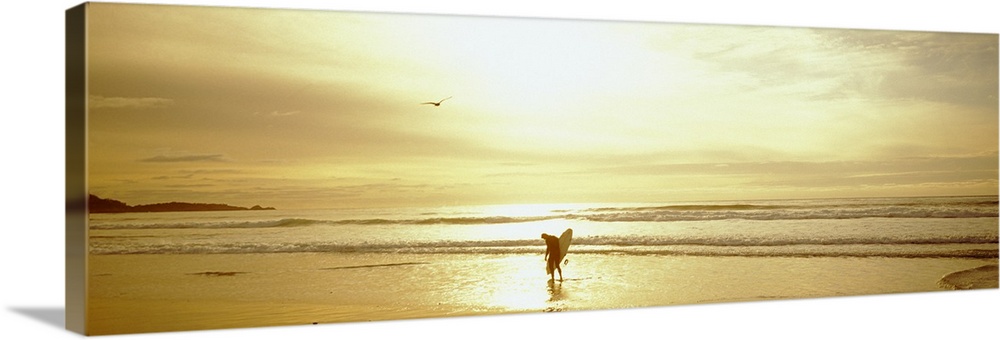 This large panoramic piece is of a lone surfer walking on the beach as the sun is setting giving the picture a golden appe...