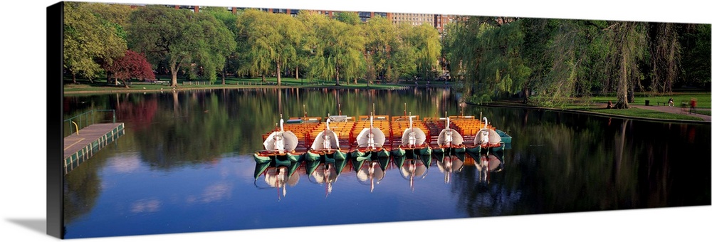 Swan boats in a lake, boston common, boston, suffolk county, massachusetts, USA.