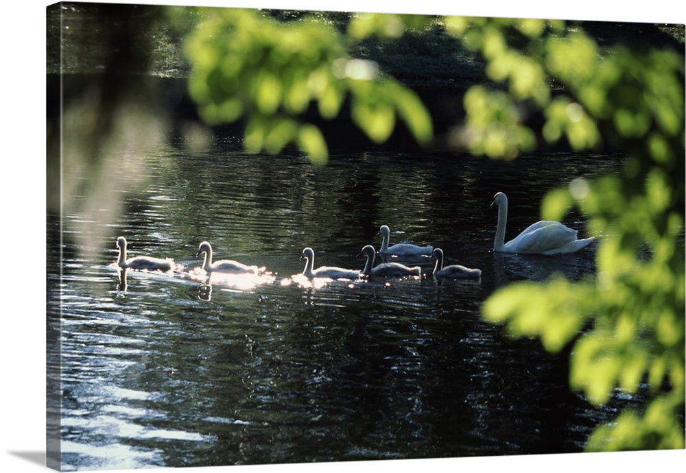 Swan family in a lake, Middleton Place, Charleston, Charleston County, South Carolina,