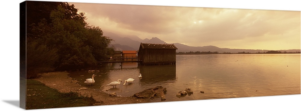 Germany, Bavaria, Oberallgau, Kochelsee (Lake), Swans