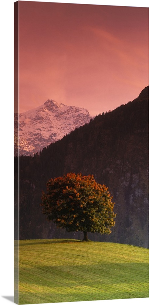 Vertical panoramic image of a tree in a grassy field in front of the Swiss Alps in Switzerland.