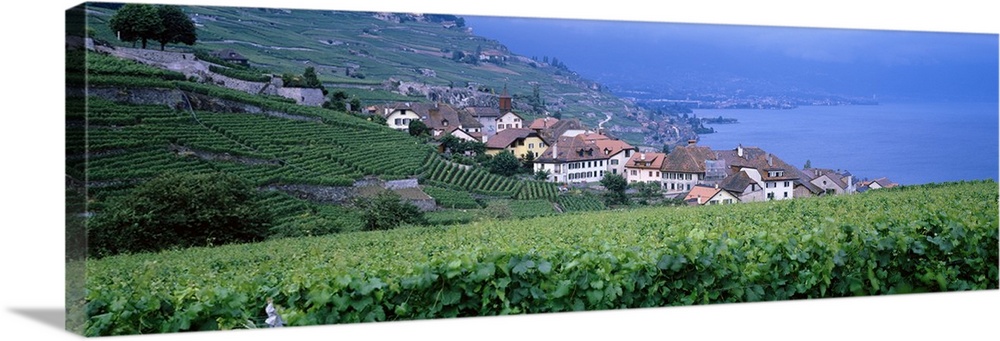 Switzerland, Rivaz, vineyards