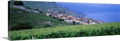 Switzerland, Rivaz, vineyards