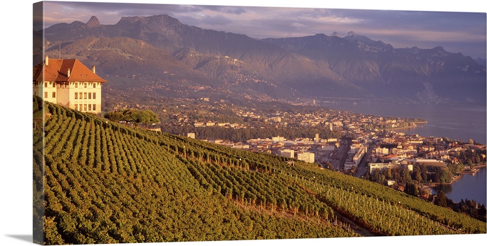Landscape photograph on a big canvas of a large vineyard on a sloping hill, the town of Vevey can be seen in the distance,...