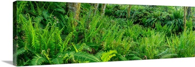 Sword ferns in Temperate Rainforest, British Columbia, Canada