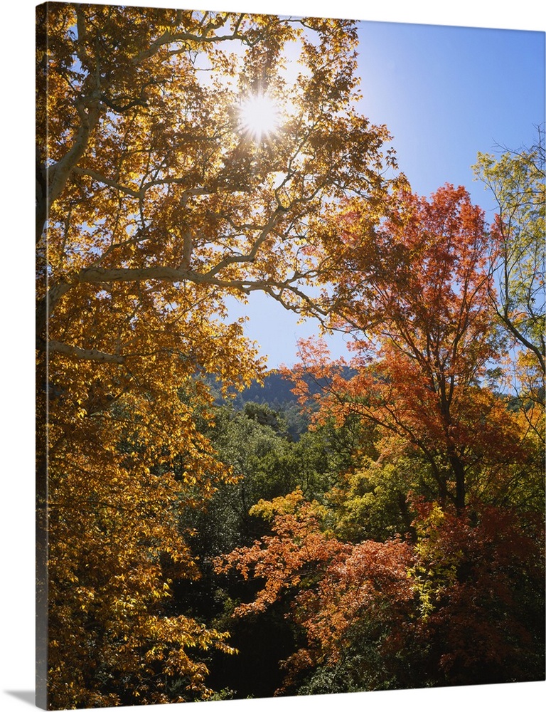 Vertical, big photograph of the tops of large sycamore and maple trees with fall foliage, in Garden Canyon, Coronado Natio...
