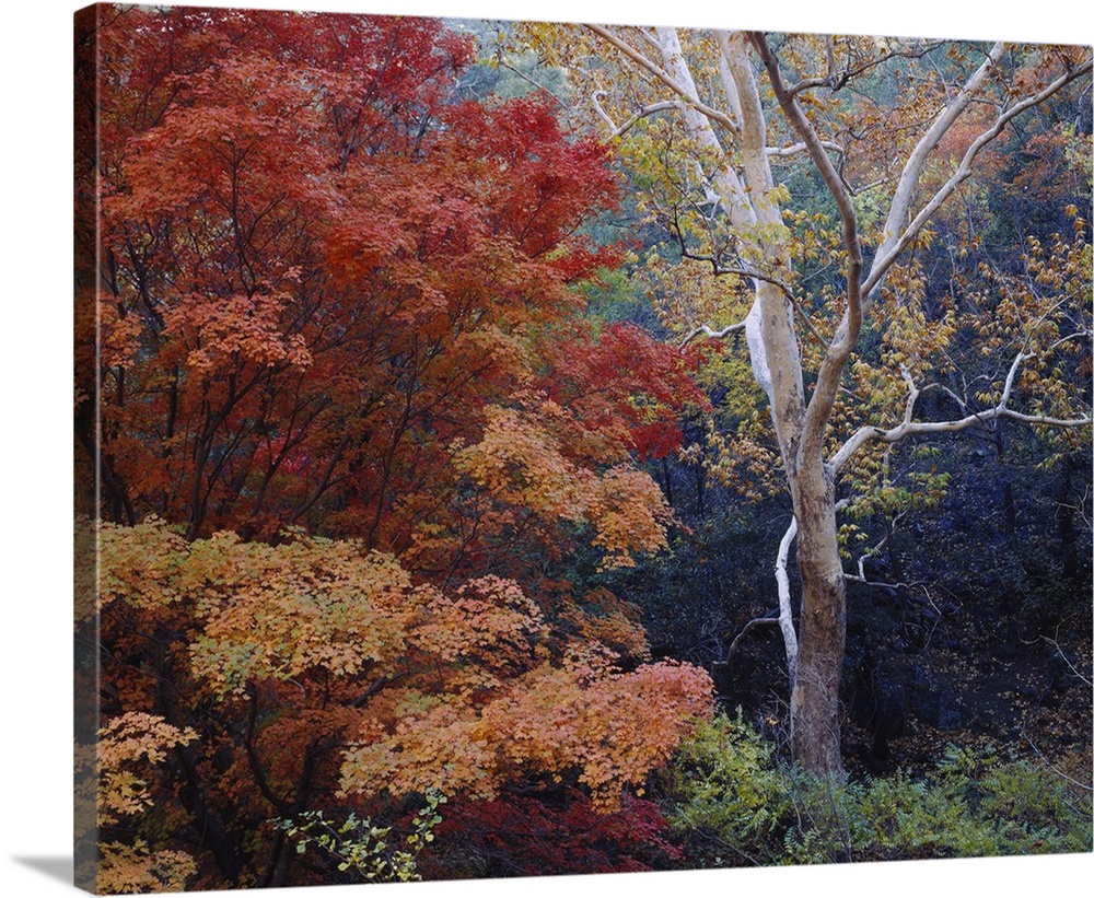 Large print of autumn colored trees in a dense forest.