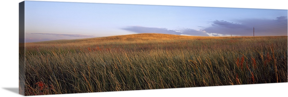 Tall grass in a field, High Plains, USA