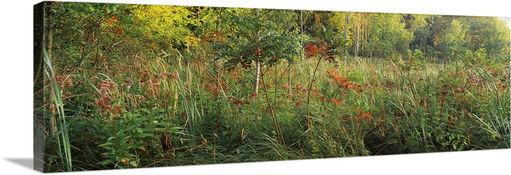 Tall grass in a forest, Pokagon State Park, Indiana, Wall Art, Canvas ...