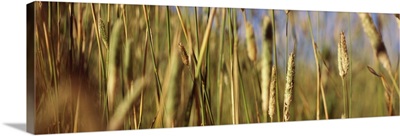 Tall grass in field, California,