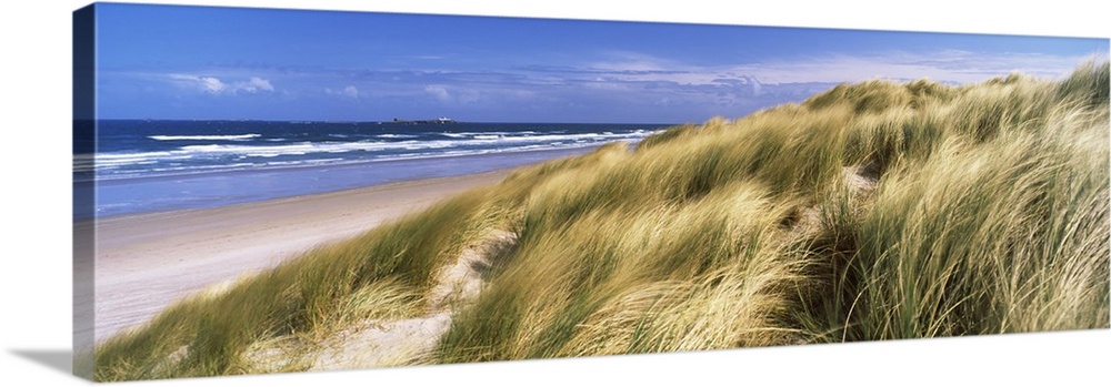 Panoramic photograph of grass covered dunes along beach with ocean in the distance under a cloudy sky.