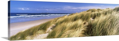 Tall grass on the beach Bamburgh Northumberland England