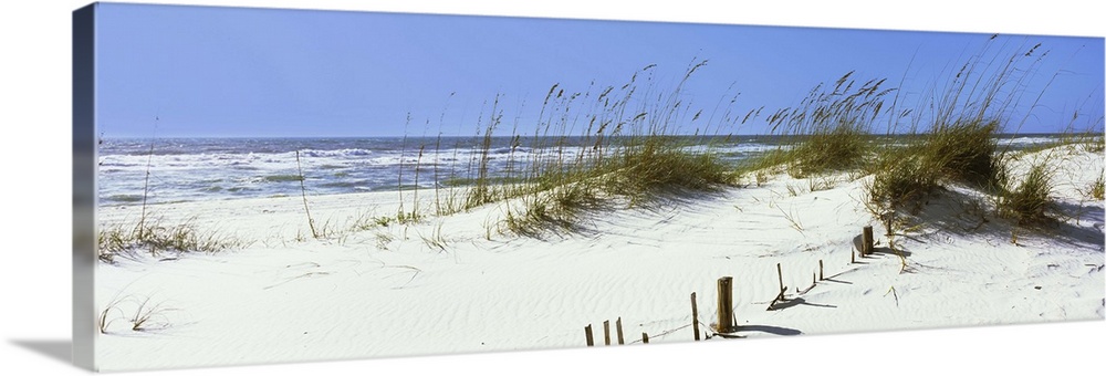 Tall grass on the beach, Gulf Islands National Seashore, Pensacola, Florida