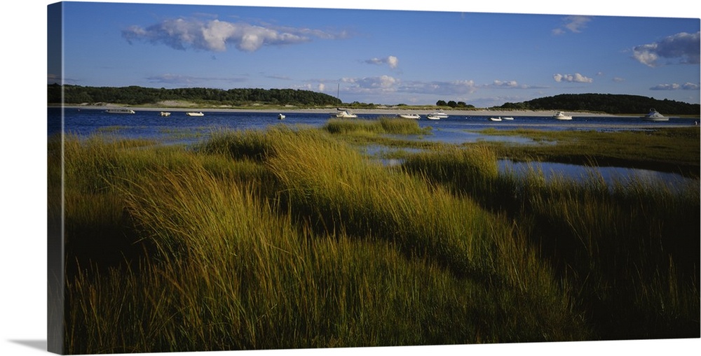 This is a landscape photograph of sea grass growing in the marshes and wet lands around the harbor.