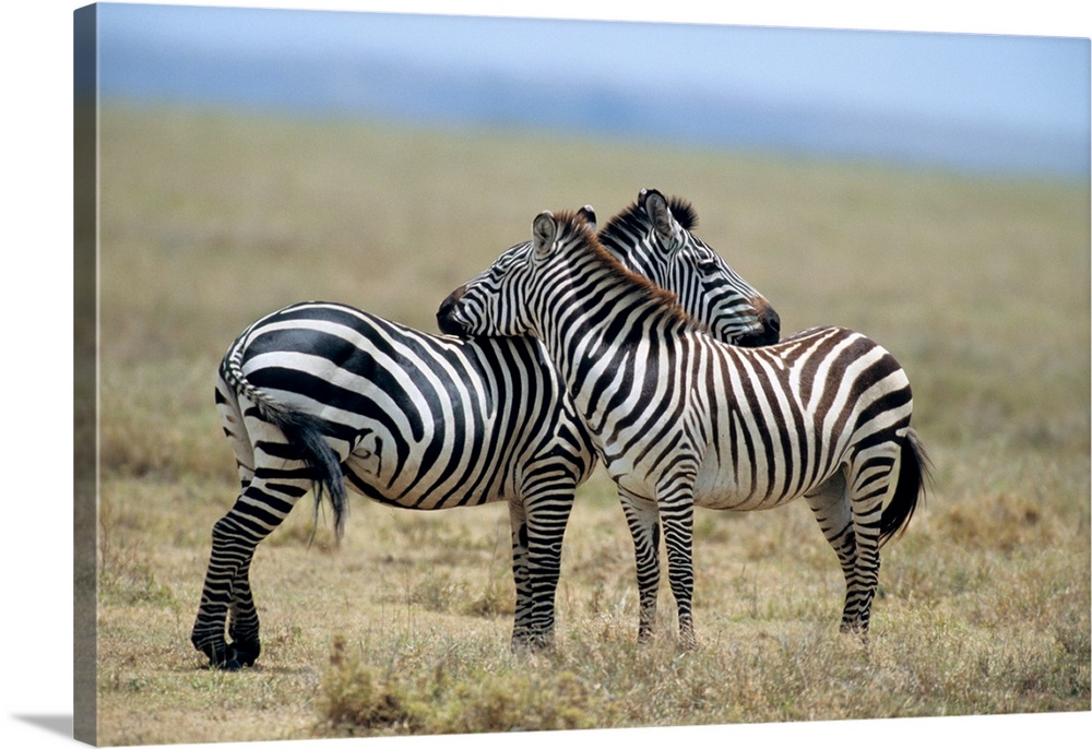 Tanzania Serengeti National Park Burchells Zebra