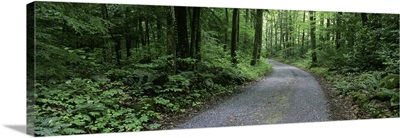 Tennessee, Great Smoky Mountains National Park, Road through a forest