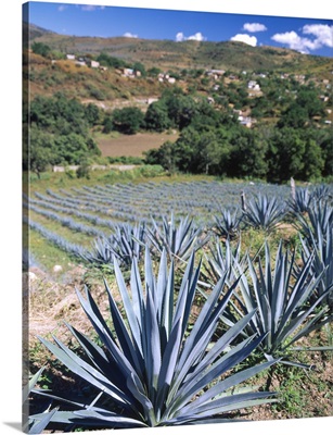 Tequila Agave Cultivation Mexico