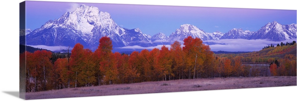 Panoramic photograph of forest covered in fall leaves with snow covered mountains in the distance.