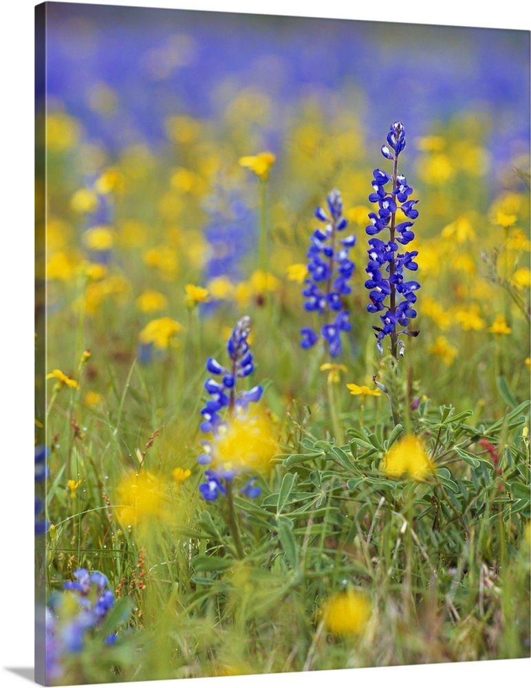 Large, vertical photograph of blue bonnets and wildflowers in a meadow.  One flower in the foreground is in focus while th...