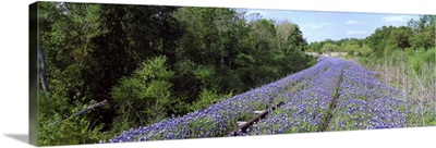 Texas bluebonnet flowers on deserted railroad track, Texas Hill Country, Texas