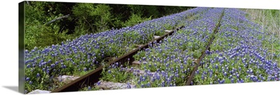 Texas bluebonnet flowers on deserted railroad track, Texas Hill Country, Texas