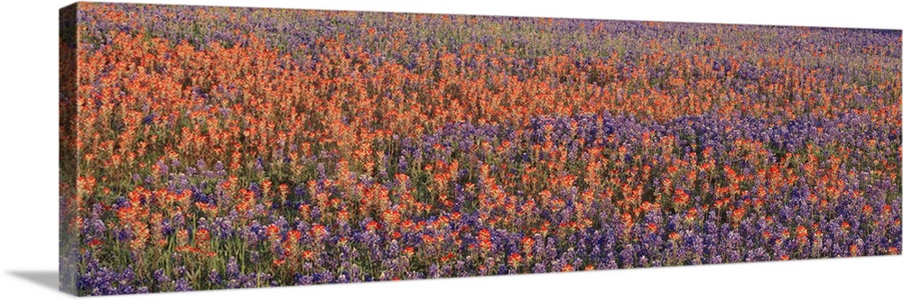 Panoramic photograph of colorful wildflower meadow.