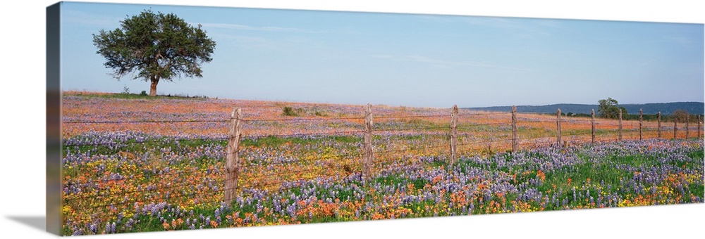 Panoramic photograph displays a large field with endless amounts of colorful flowers that is highlighted by a fence runnin...