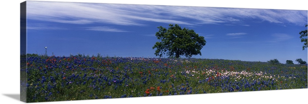 Lone tree stands tall in the center of a flat field dotted with wildflowers, including bluebonnets.