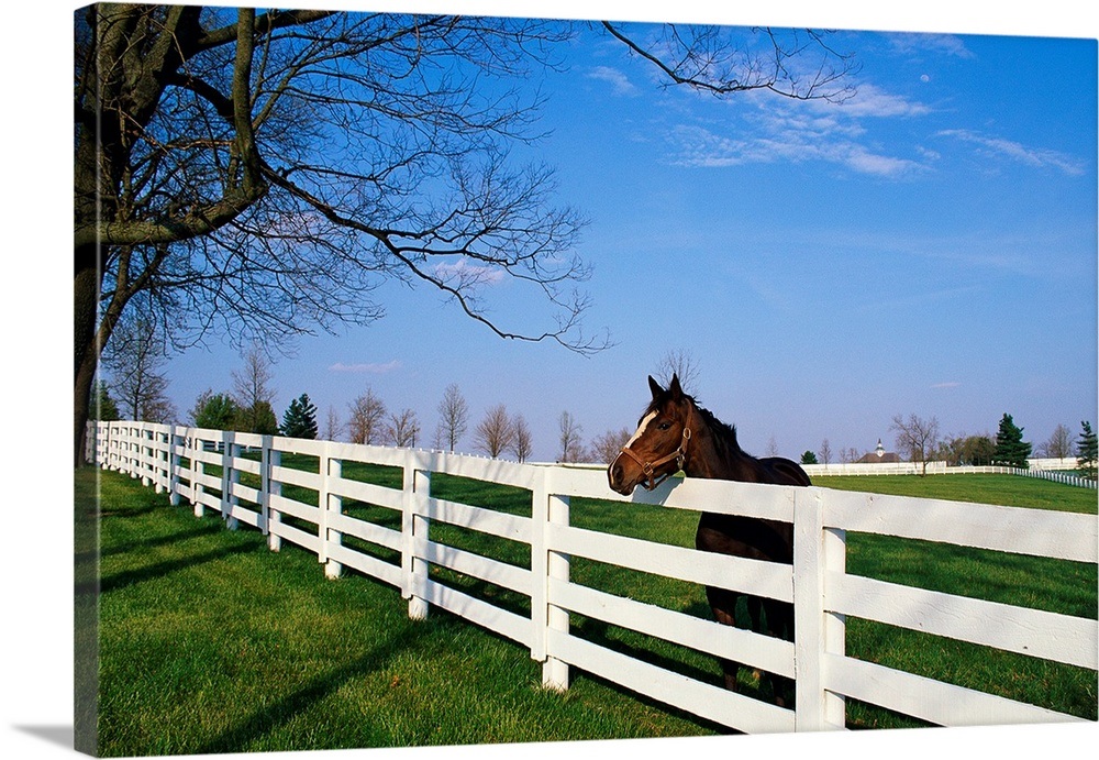 Thoroughbred Horse Lexington KY Wall Art, Canvas Prints, Framed Prints, Wall Peels Great Big