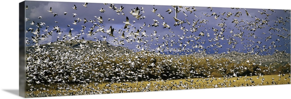A panoramic of thousands of migrating snow geese taking flight over the Bosque del Apache National Wildlife Refuge, near S...
