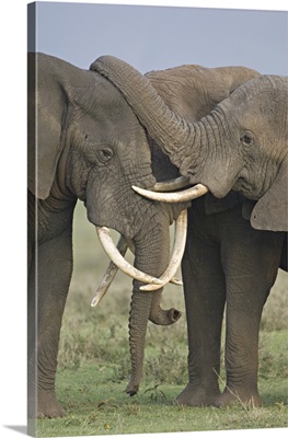 Three African elephants fighting in a field, Ngorongoro Crater, Arusha Region, Tanzania (Loxodonta africana)