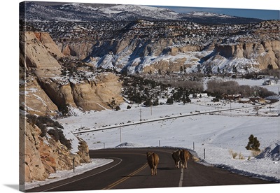 Three cows on a highway, Utah State Route 12, Boulder, Garfield County, Utah