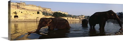 Three elephants in the river, Amber Fort, Jaipur, Rajasthan, India