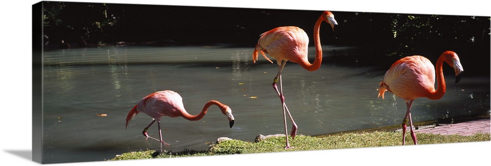 Three flamingos foraging by a pond, Jungle Gardens, Sarasota, Florida