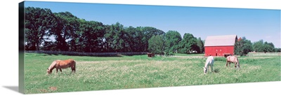 Three horses grazing in a grass field, Kent, Michigan