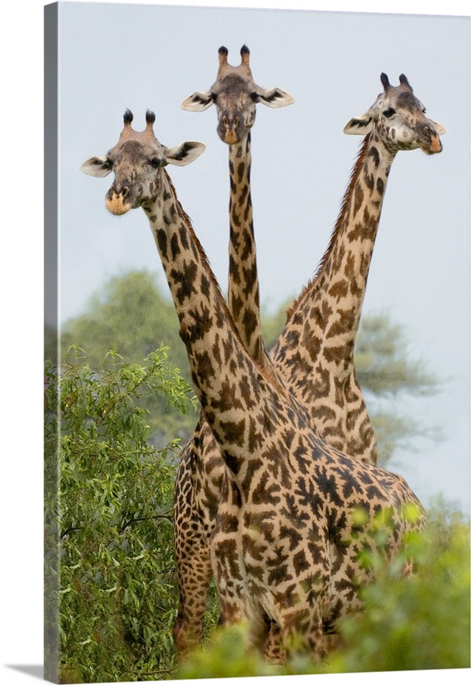 Up-close vertical panoramic photograph of giraffes overlooking treetops.