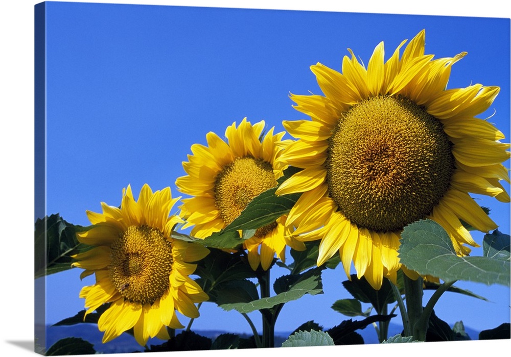 Up-close photograph f the three sunflowers under clear blue sky.