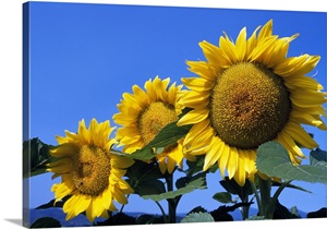 Three sunflower blossoms in a row, pale blue sky. image thumbnail