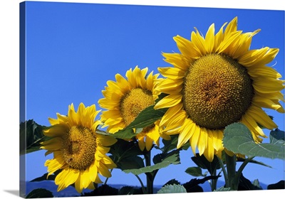 Three sunflower blossoms in a row, pale blue sky.