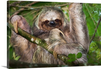 Three-Toed Sloth, Sarapiqui, Costa Rica