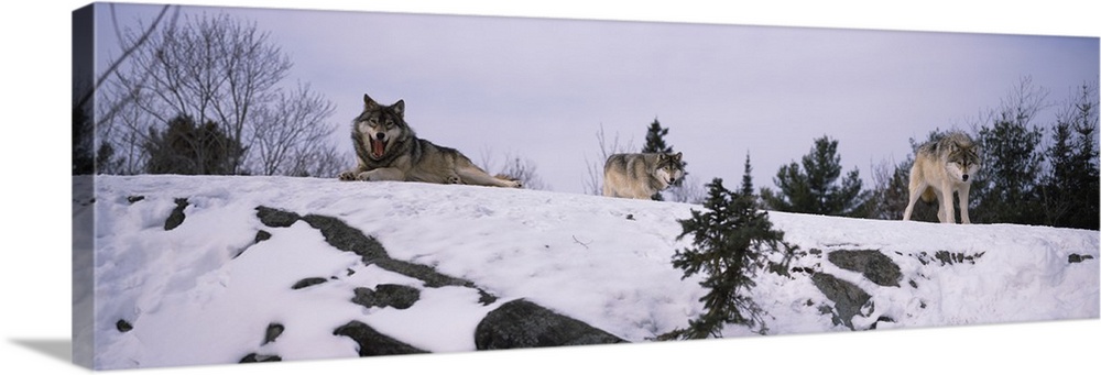 Three wolves are photographed laying and standing on a snowy hill.
