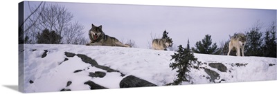 Three wolves on a ridge in a forest Massey Ontario Canada
