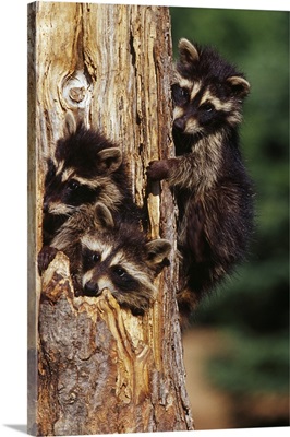 Three young raccoons in hollow tree, Minnesota