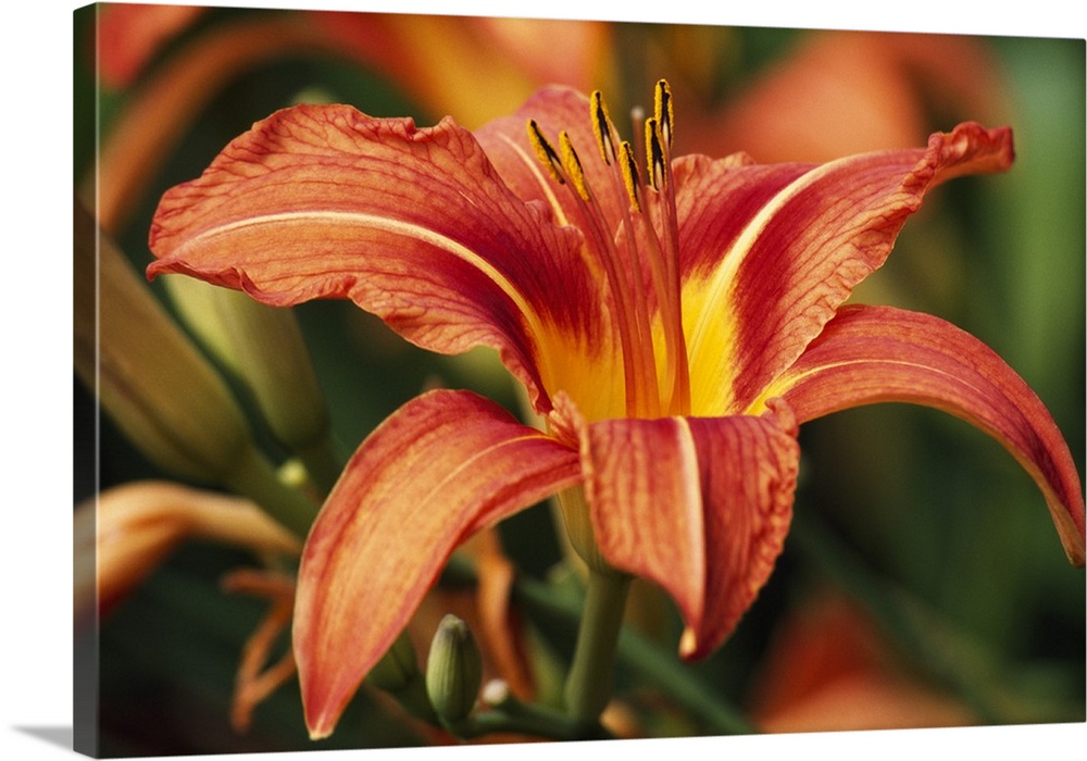 Horizontal photograph on a large wall hanging of a big Tiger Lily, more buds and blossoms are slightly out of focus in the...