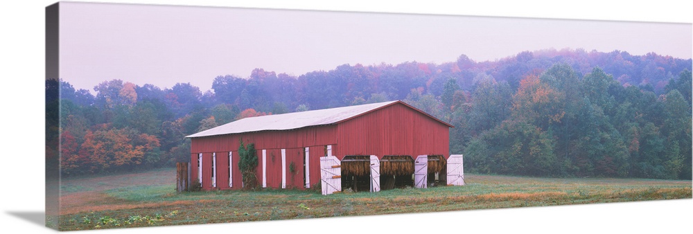 Tobacco Drying in a Red Barn in a field, Kentucky