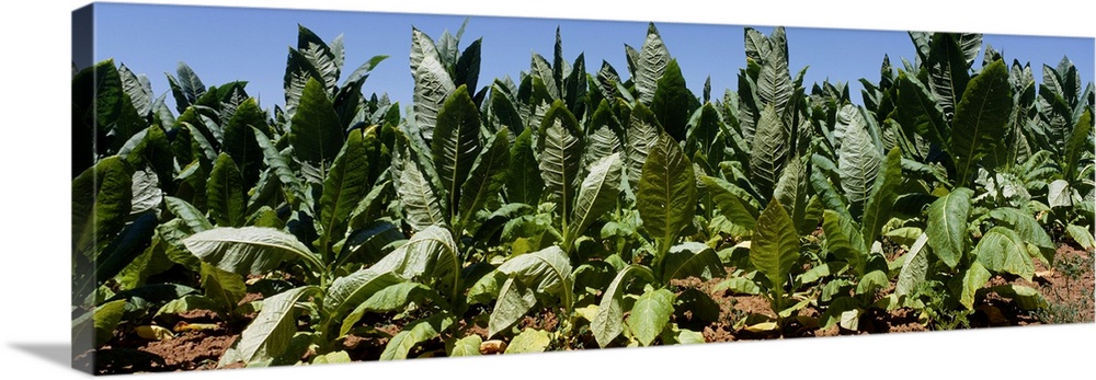Tobacco plants Lexington KY