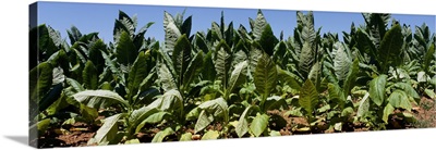 Tobacco plants Lexington KY